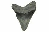 Fossil Megalodon Tooth - South Carolina #368405-1